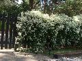 Sweet Autumn Clematis / Clematis terniflora